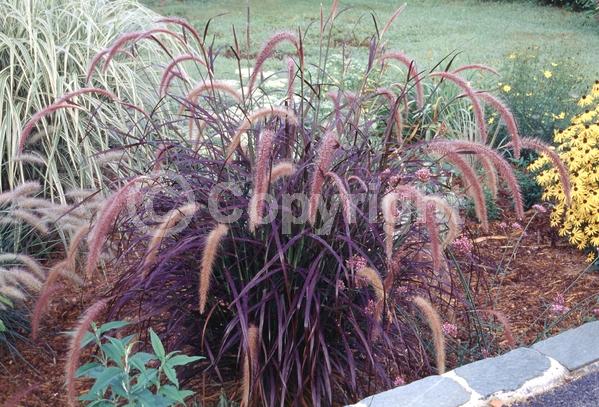Purple blooms; Semi-evergreen