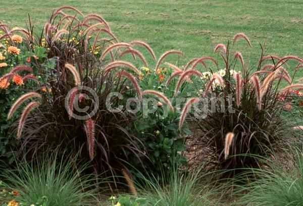 Purple blooms; Semi-evergreen