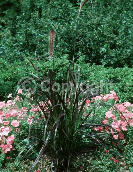 Purple blooms; Semi-evergreen