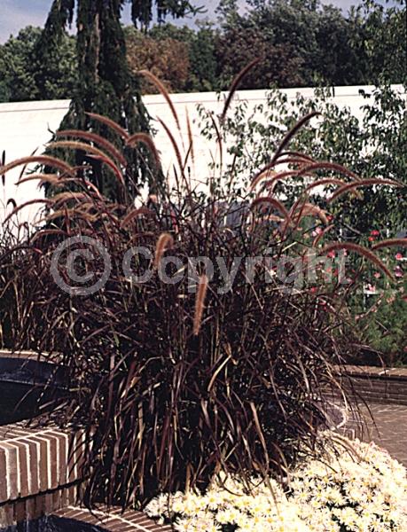 Purple blooms; Semi-evergreen