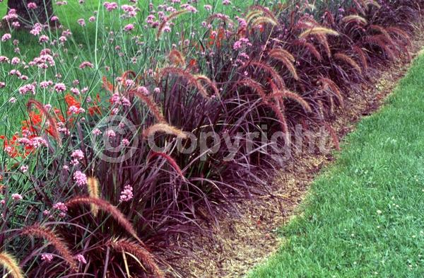 Purple blooms; Semi-evergreen