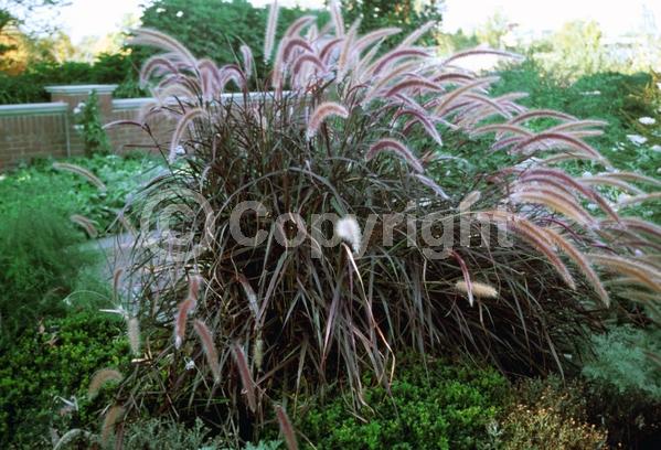 Purple blooms; Semi-evergreen