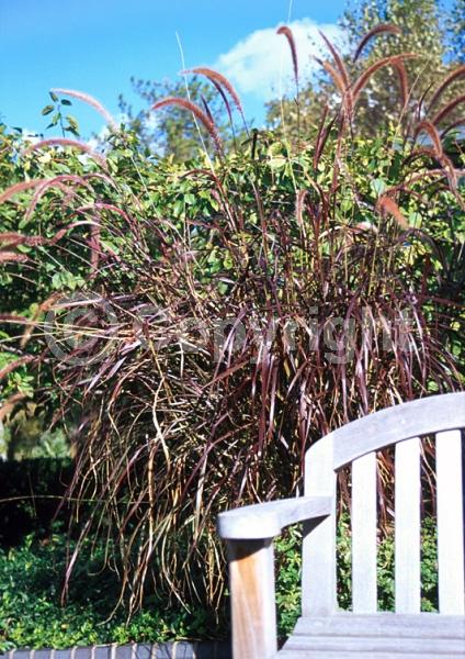 Purple blooms; Semi-evergreen