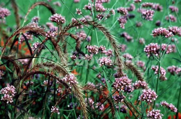 Purple blooms; Semi-evergreen