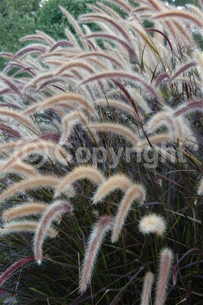Purple blooms; Semi-evergreen