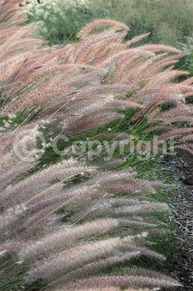 Red blooms; Brown blooms; Semi-evergreen