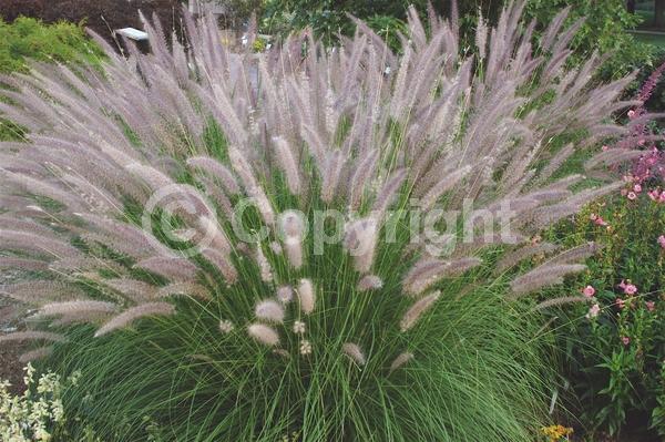 Red blooms; Brown blooms; Semi-evergreen