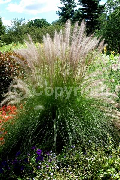 Red blooms; Brown blooms; Semi-evergreen