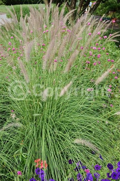 Red blooms; Brown blooms; Semi-evergreen