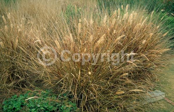 Red blooms; Brown blooms; Semi-evergreen