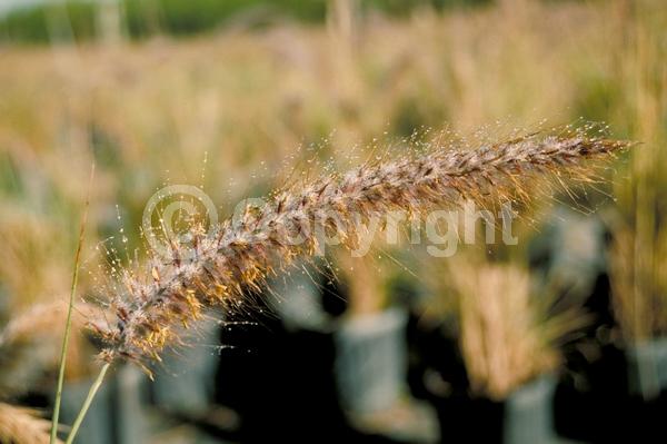 Red blooms; Brown blooms; Semi-evergreen