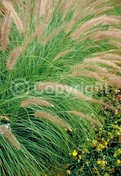 Red blooms; Brown blooms; Semi-evergreen