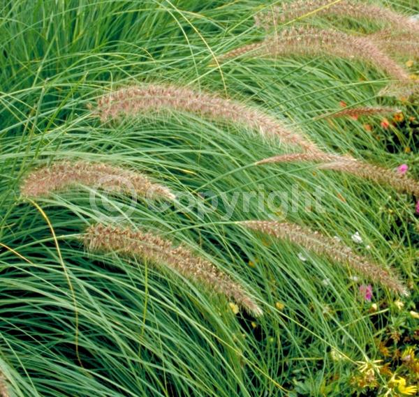 Red blooms; Brown blooms; Semi-evergreen