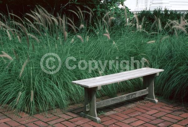 Red blooms; Brown blooms; Semi-evergreen