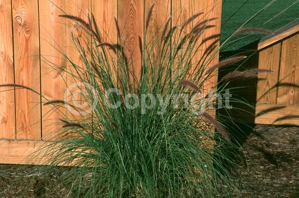 Red blooms; Brown blooms; Semi-evergreen