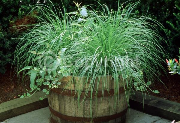 Red blooms; Brown blooms; Semi-evergreen