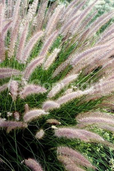 Red blooms; Brown blooms; Semi-evergreen
