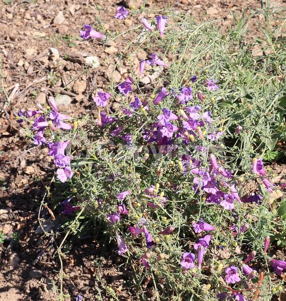 Purple blooms; North American Native