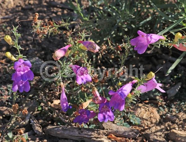 Purple blooms; North American Native