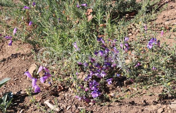 Purple blooms; North American Native