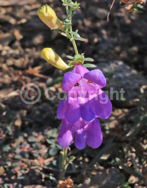 Purple blooms; North American Native