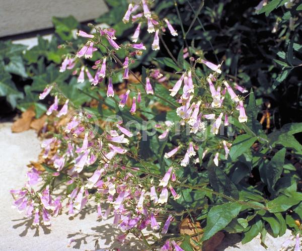 Pink blooms; North American Native