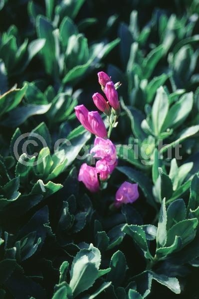 Purple blooms; North American Native