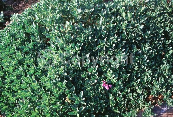 Purple blooms; North American Native