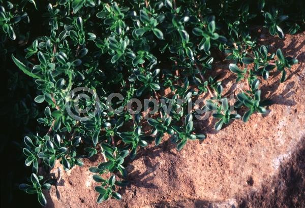 Blue blooms; Lavender blooms; North American Native