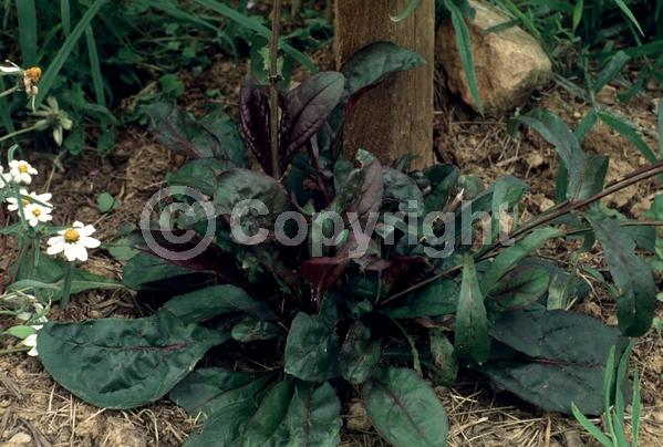 White blooms; North American Native