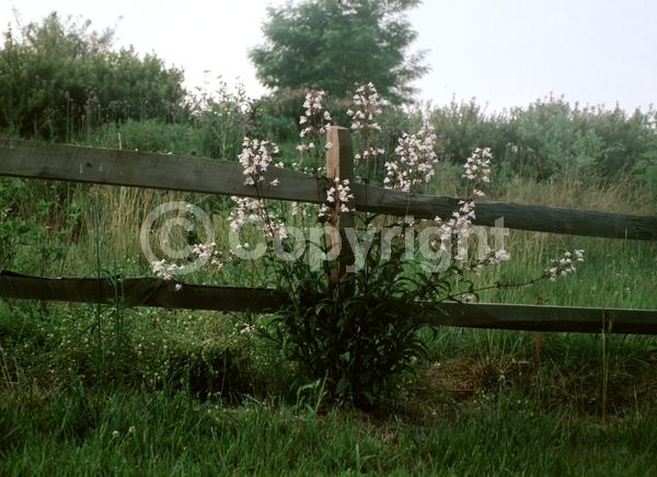 White blooms; North American Native