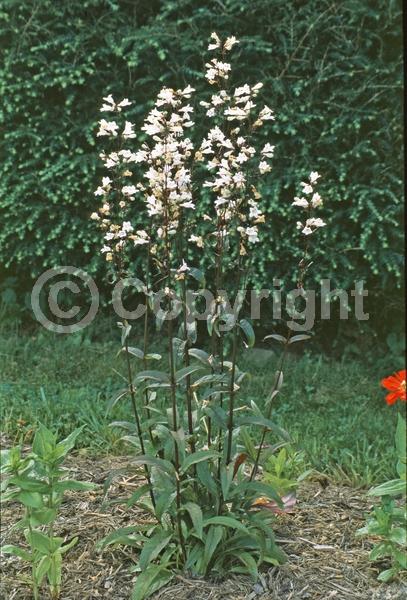 White blooms; North American Native