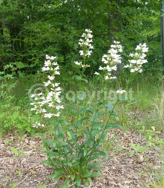 White blooms; North American Native
