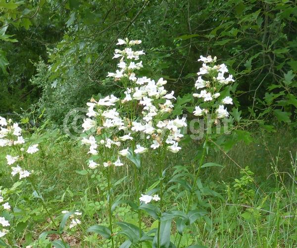 White blooms; North American Native