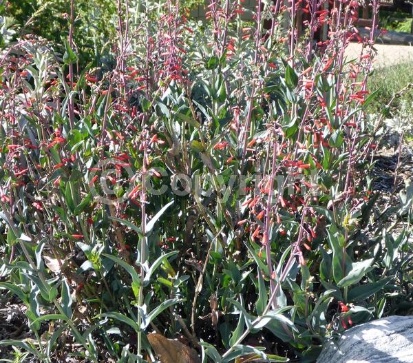 Red blooms; Evergreen; North American Native