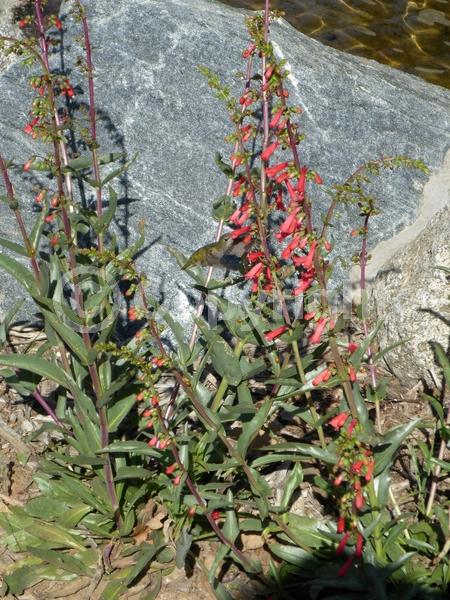 Red blooms; Evergreen; North American Native