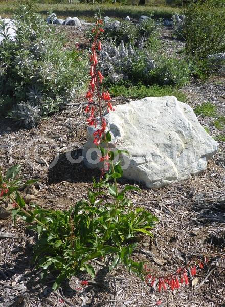 Red blooms; Evergreen; North American Native