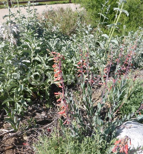 Red blooms; Evergreen; North American Native