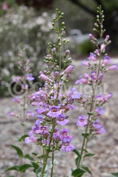 Pink blooms; Lavender blooms; Deciduous; North American Native