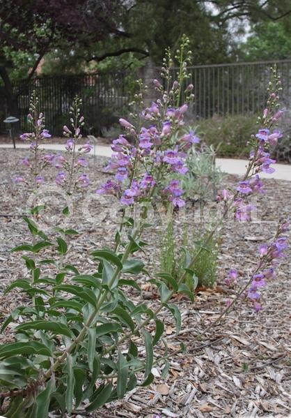 Pink blooms; Lavender blooms; Deciduous; North American Native