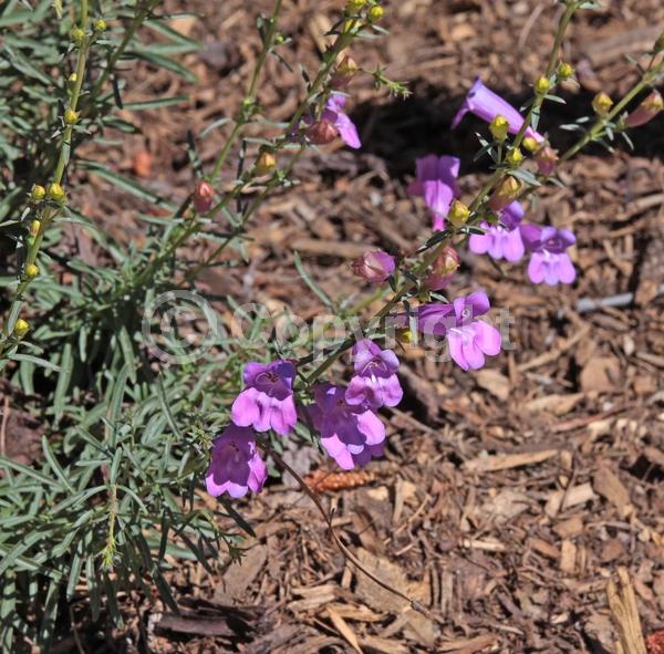 Blue blooms; Lavender blooms; Evergreen; North American Native