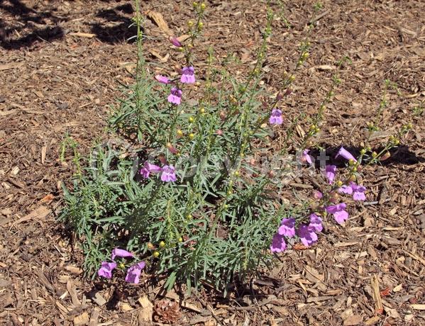 Blue blooms; Lavender blooms; Evergreen; North American Native