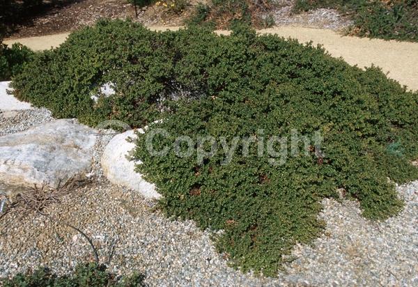 White blooms; North American Native