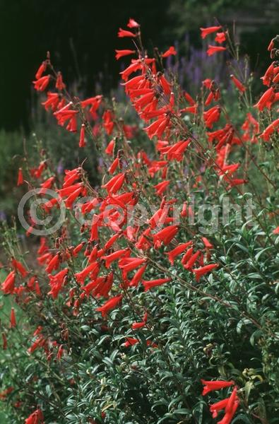 Red blooms; North American Native