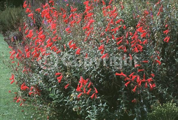 Red blooms; North American Native