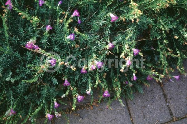 Yellow blooms; Purple blooms; North American Native