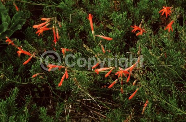 Red blooms; North American Native