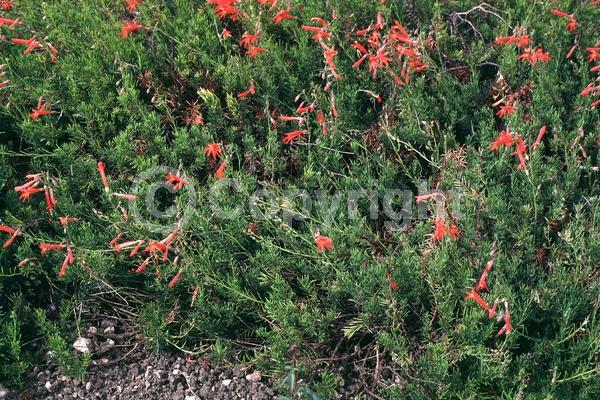 Red blooms; North American Native
