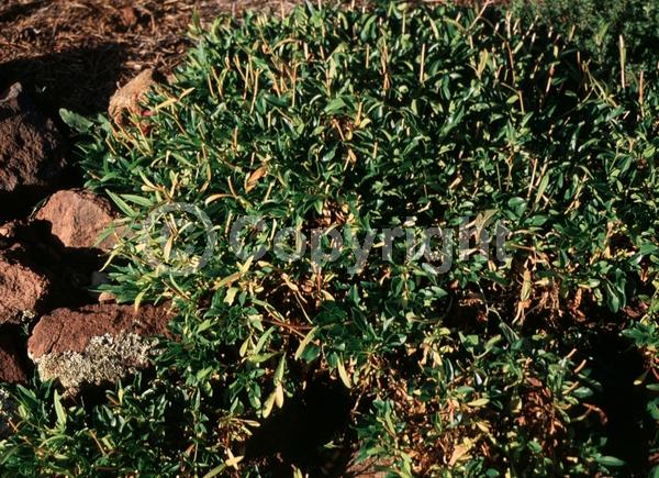 Purple blooms; North American Native