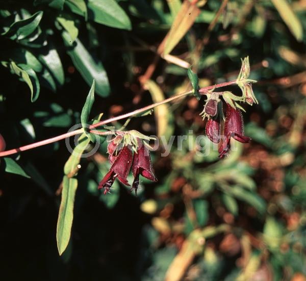 Purple blooms; North American Native